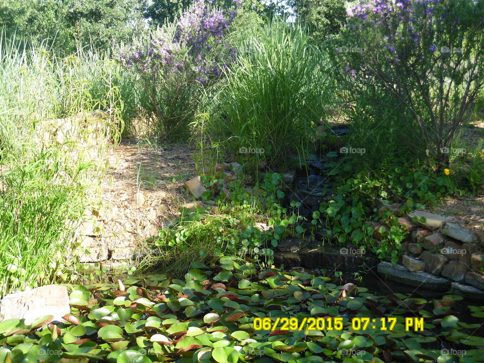 Lilly pond 2. This is another picture of the same Lilly pond that I saw while out walking 🚶 🏃 🔥 💨 in Graham Texas Sunday night 🌃