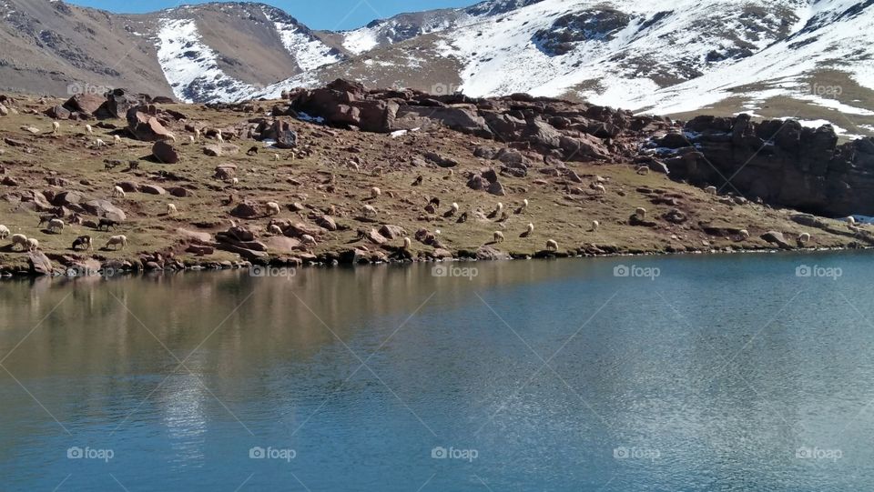 high mountain and group of sheep.