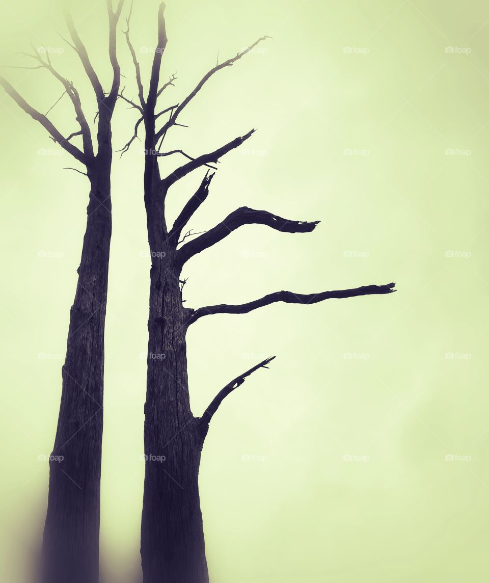 Eerie trees