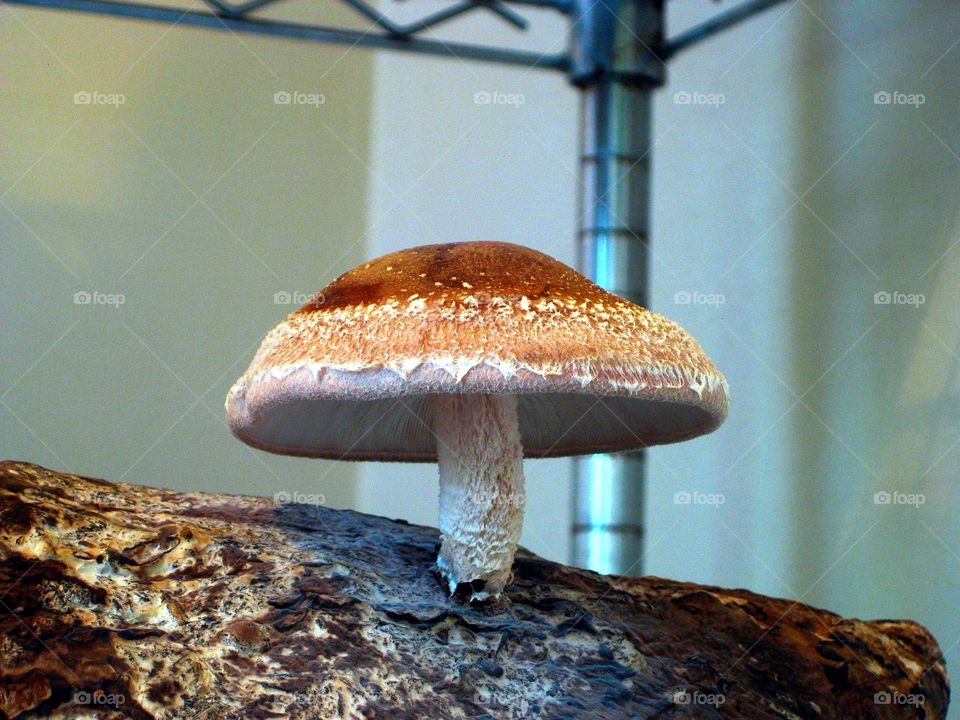 Lentinula edodes (Shiitake Mushroom)