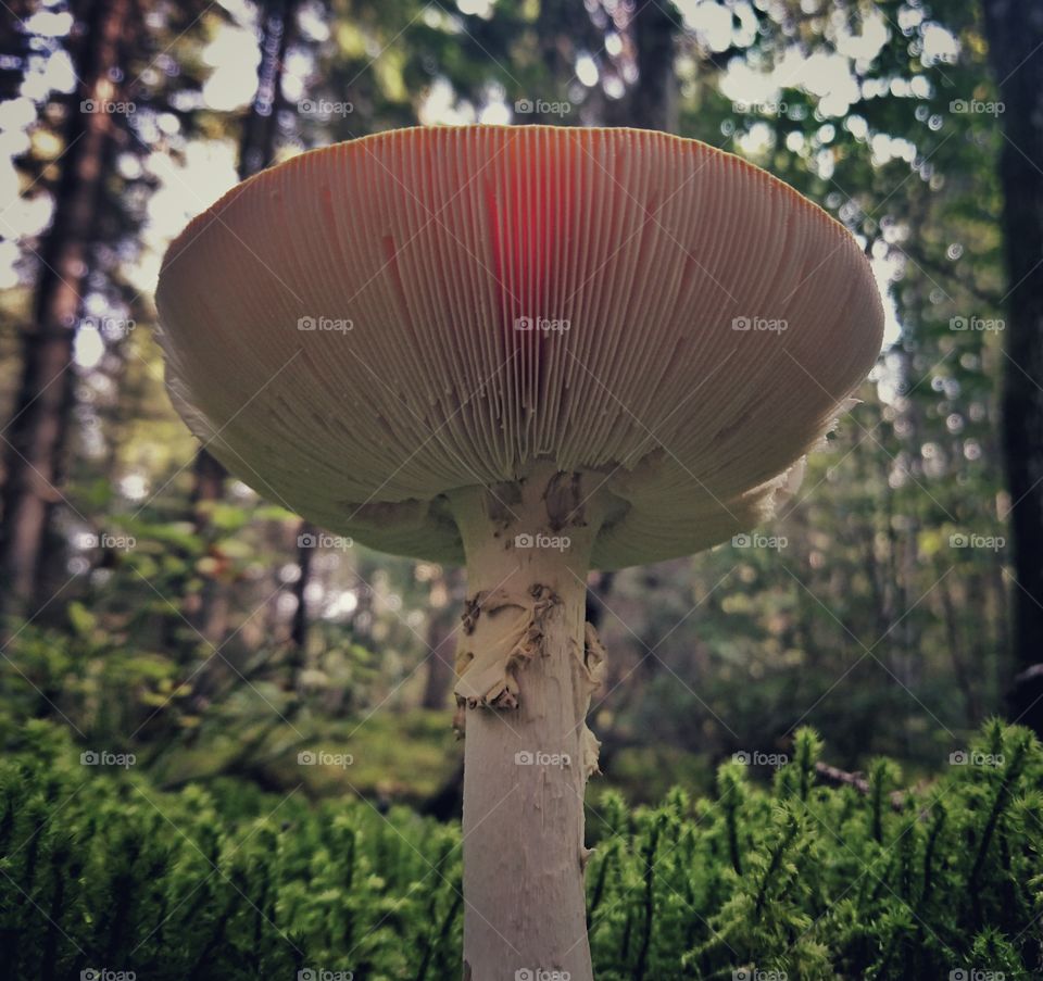 Fly agaric mushroom from below