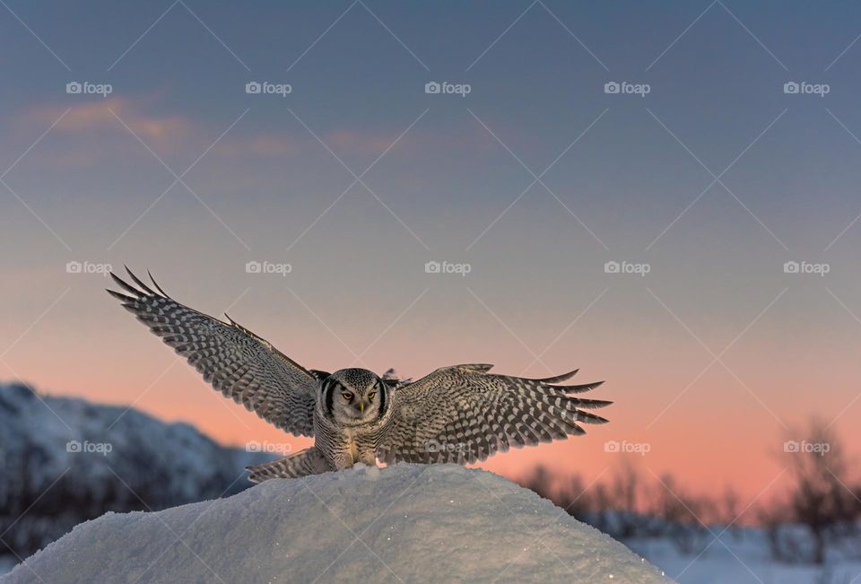 Nordic hawk owl