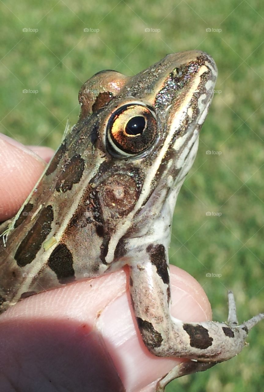 Golden Eyes. Garden Frog 