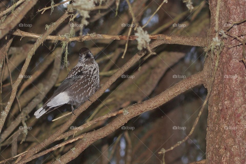 Winter Bird