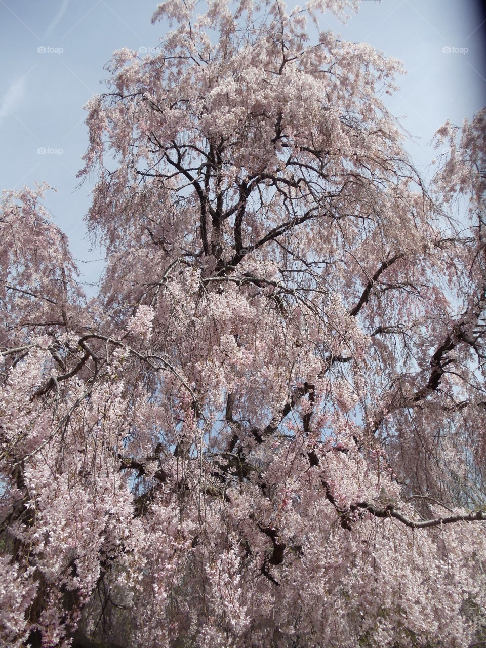 Tons of Pink Petals Tree