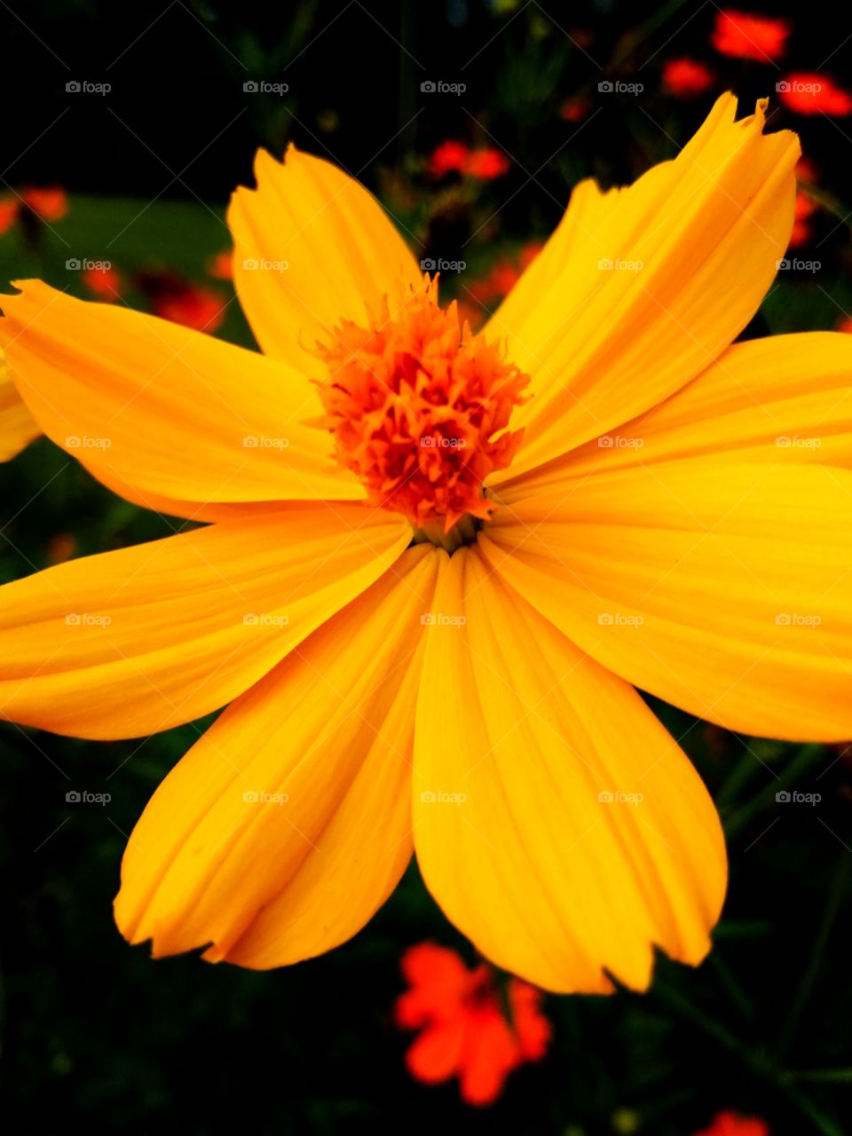 yellow flower in garden