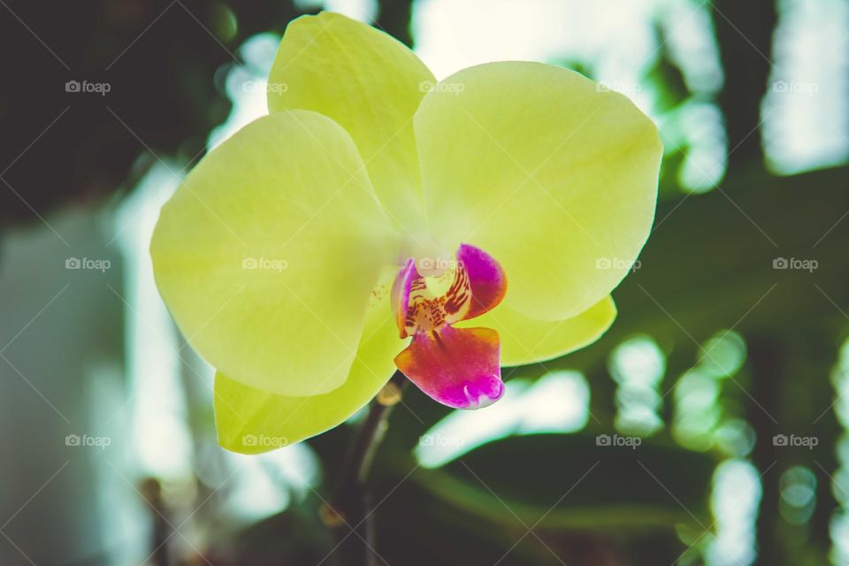 Yellow orchid