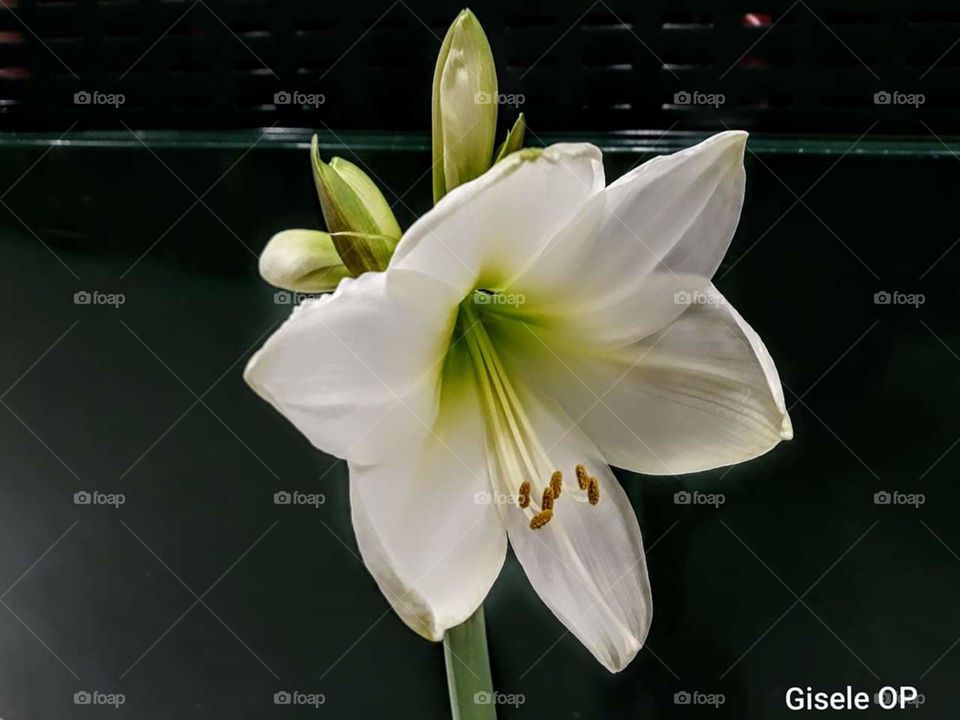 Lirio branco com botões,  flor de jardim ou vaso, decoração natural