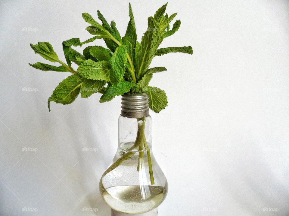 mint in a vase from a light bulb