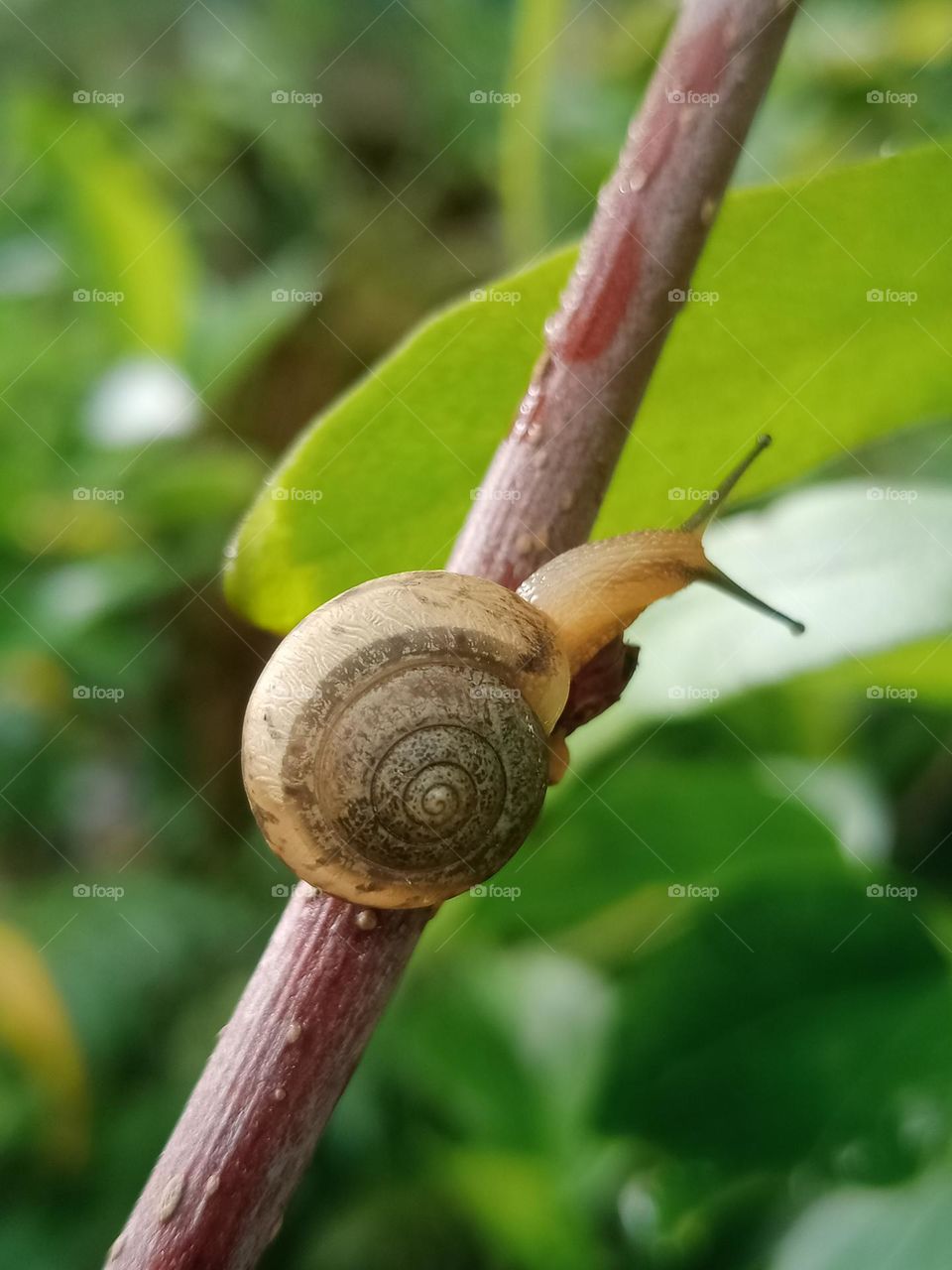 Snail🐌