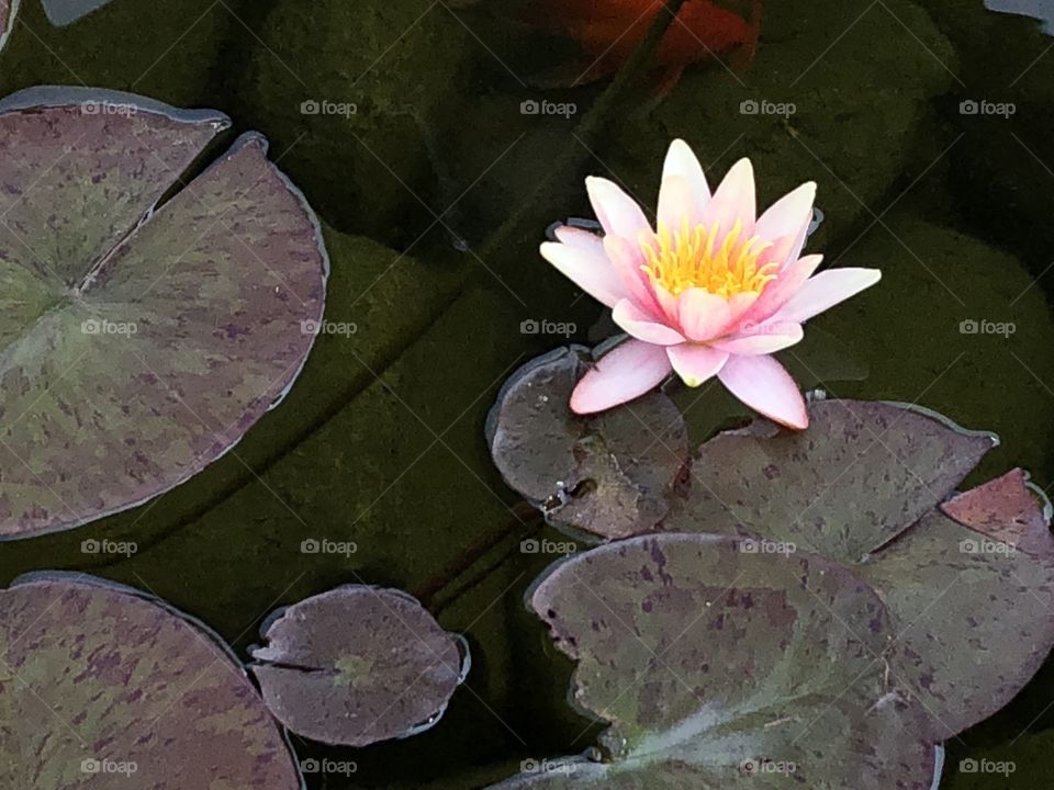 Waterlilly