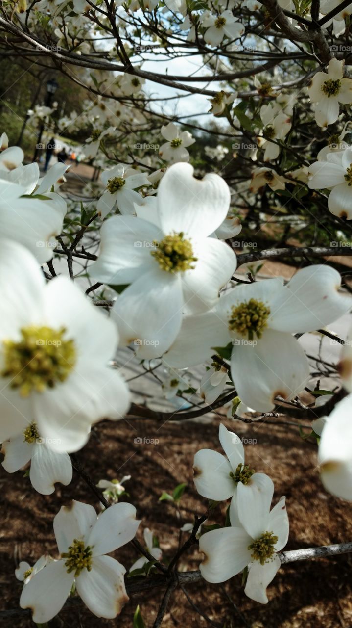 dogwood