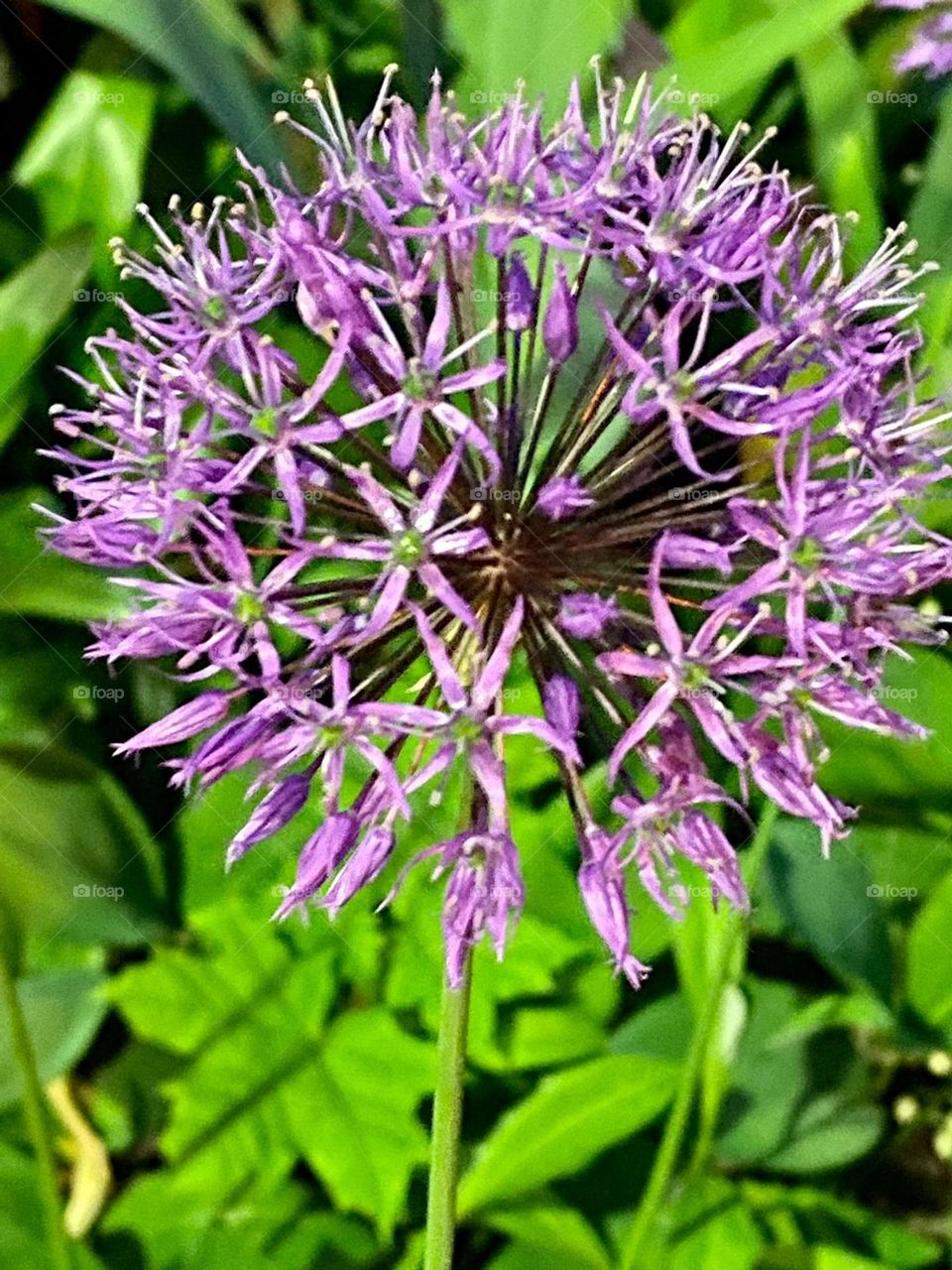 bright beautiful flower grows in the garden