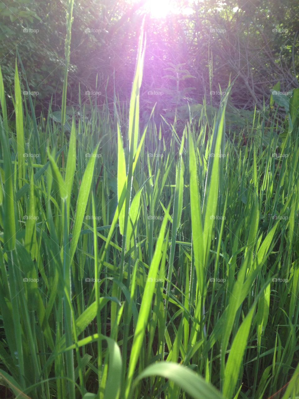 Grass. Sun shining through grass