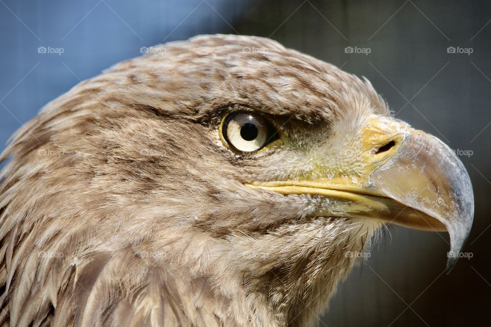 Eagle 