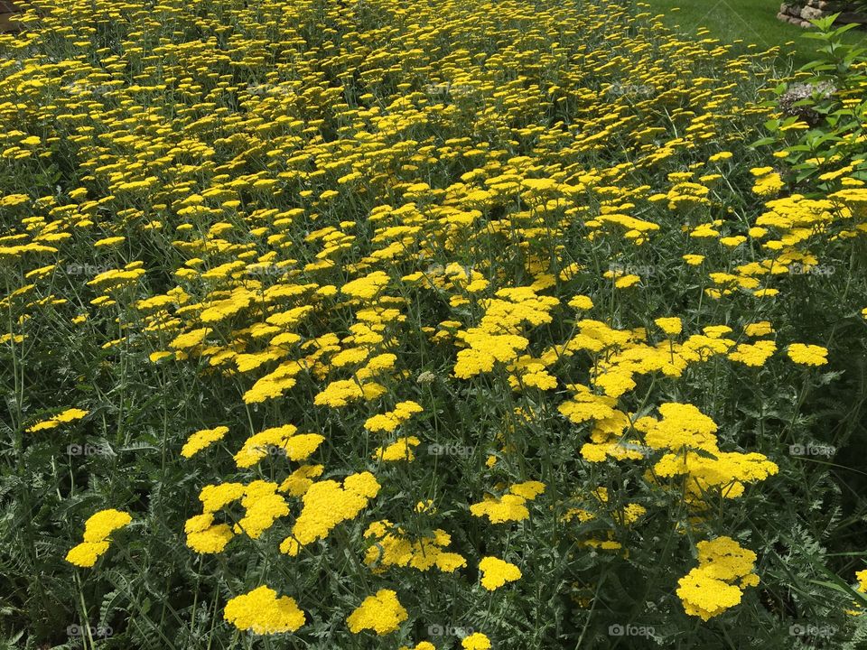 Yellow flowers 
