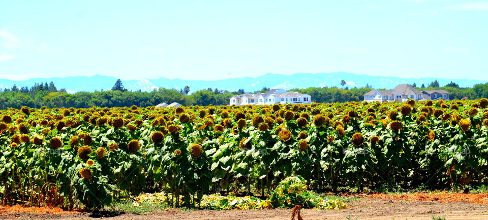 Sunflower Fields 🌻