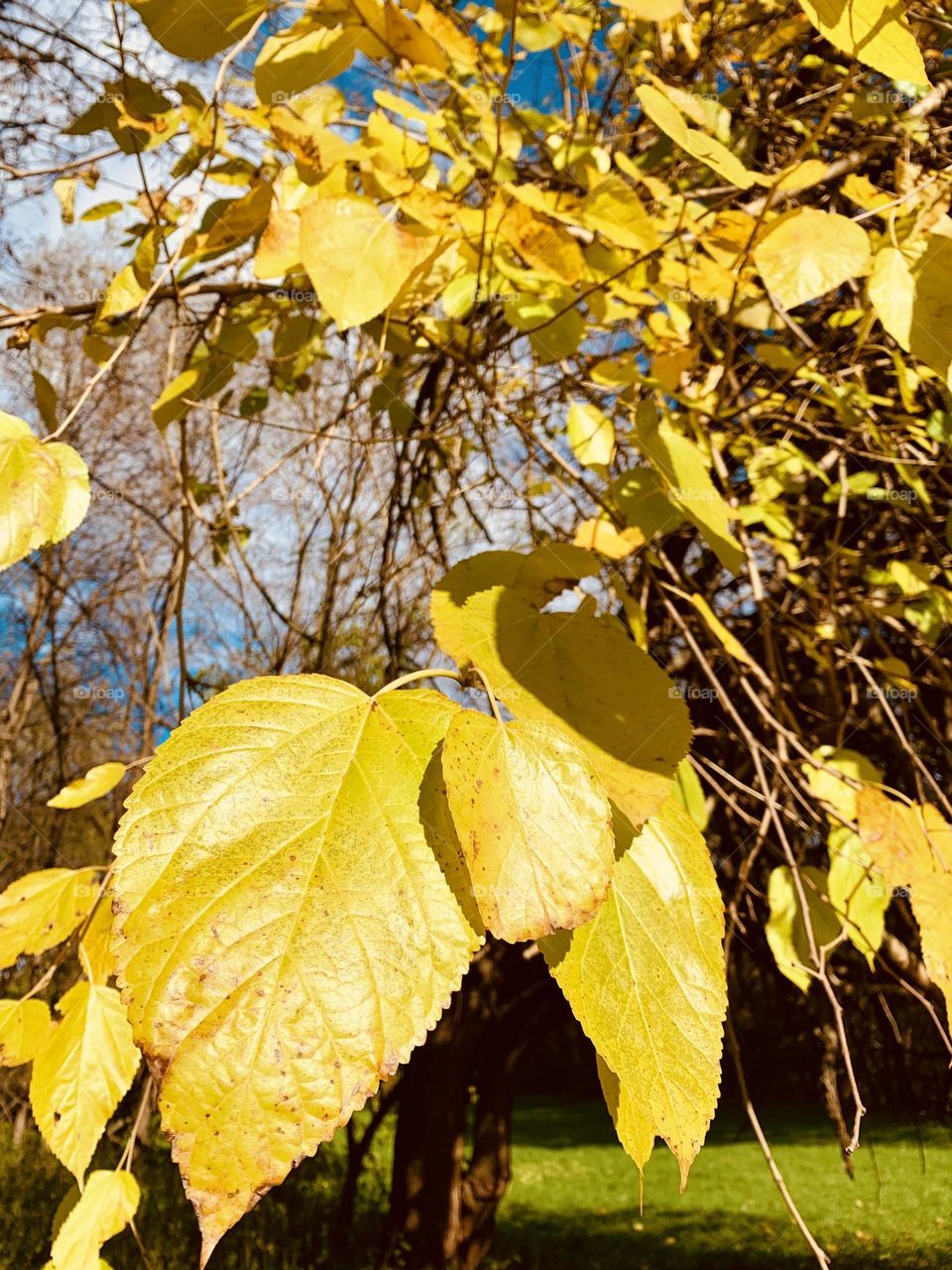 detail of mulberry leaves in a deep yellow autumn dress.