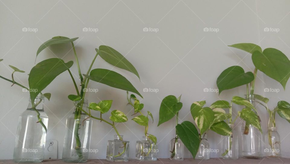 Plants are grown in used bottles