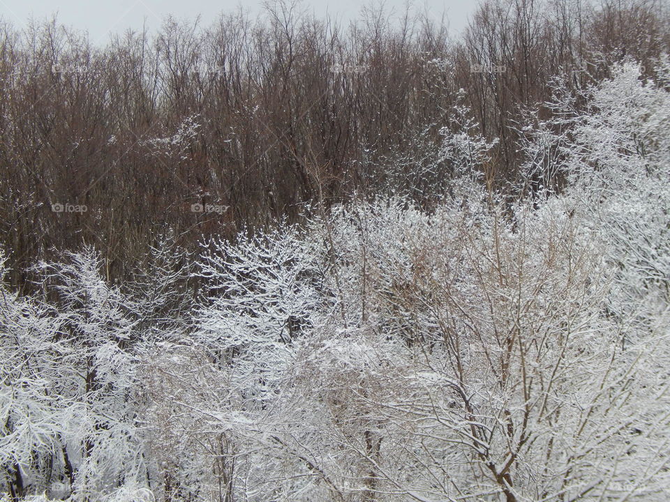 winter forest 
half and half