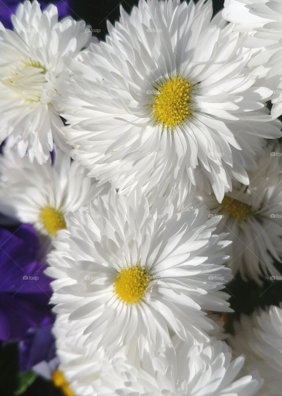 weiss blume Gänseblümchen