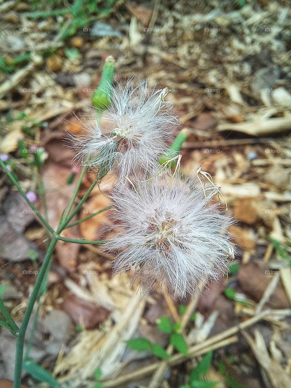 The white sinrong flower is blooming