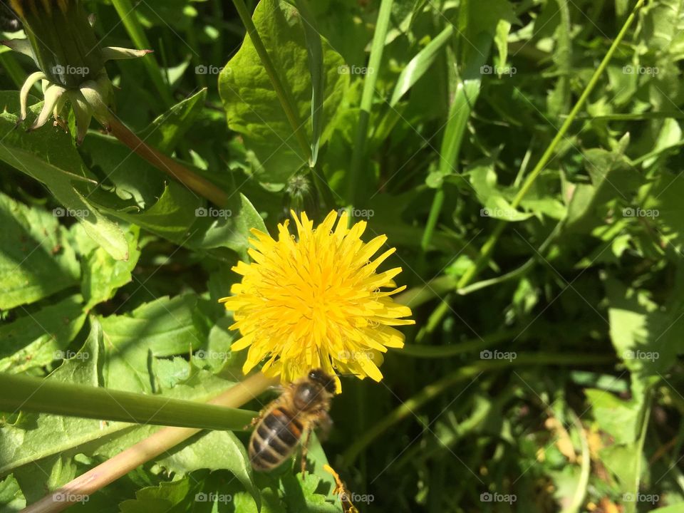 Пчела крупным планом на цветке