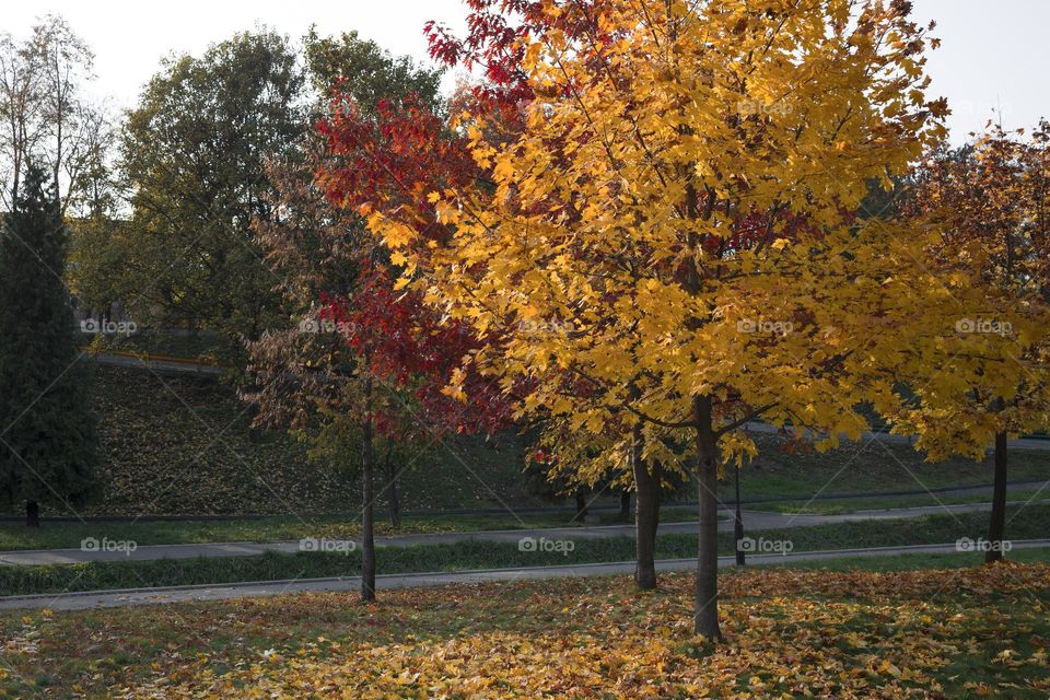 red and an yellow trees in the park