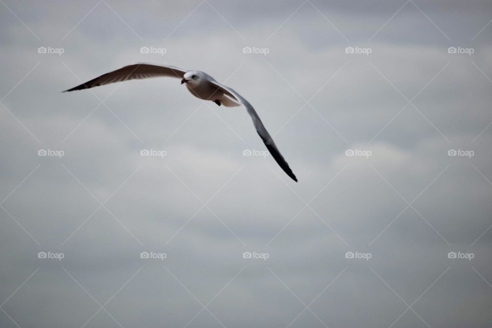 A seagull in flight