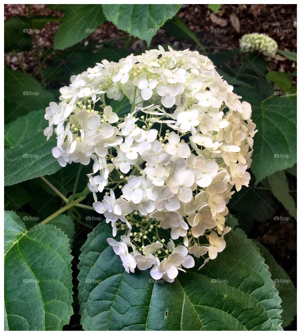 Hydrangeas 