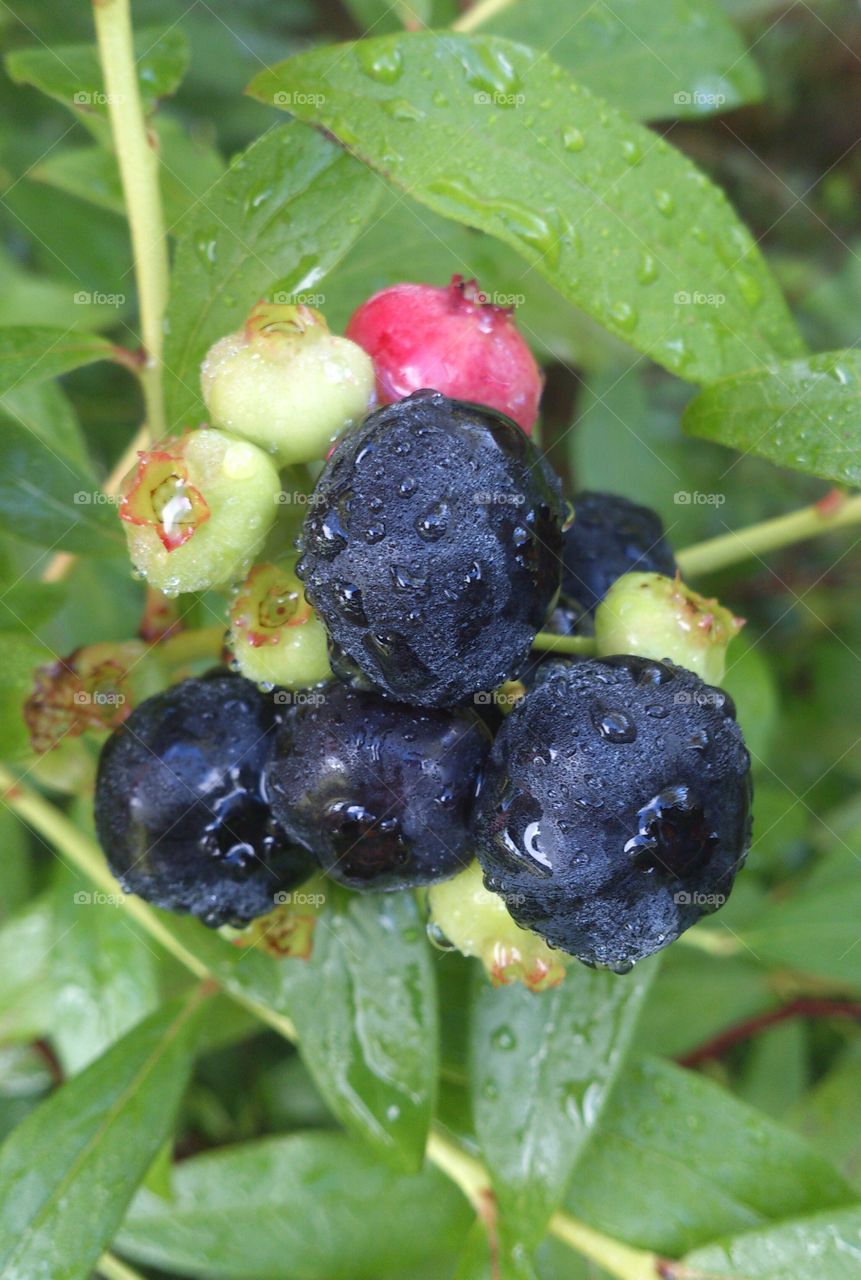 Rain drops on blueberries