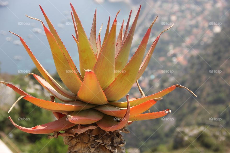 Foreign plants on foreign mountain tops. 
Garden of the Gods, France. 