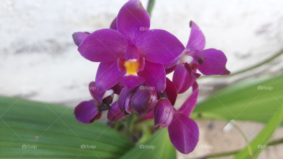 grape orchid... again!
