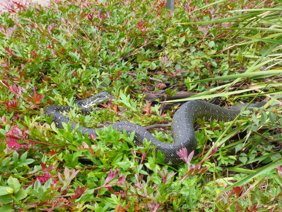 australia snake by rajtamarind