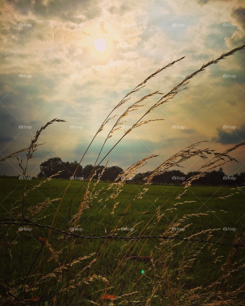 Grass growing on field