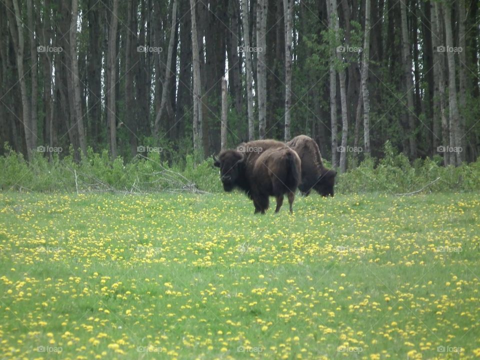 Bison staring back at me