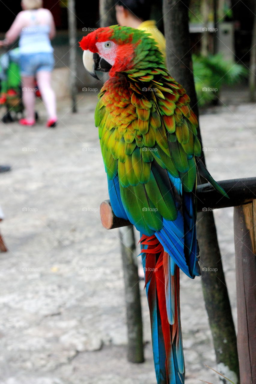 Parrot perching