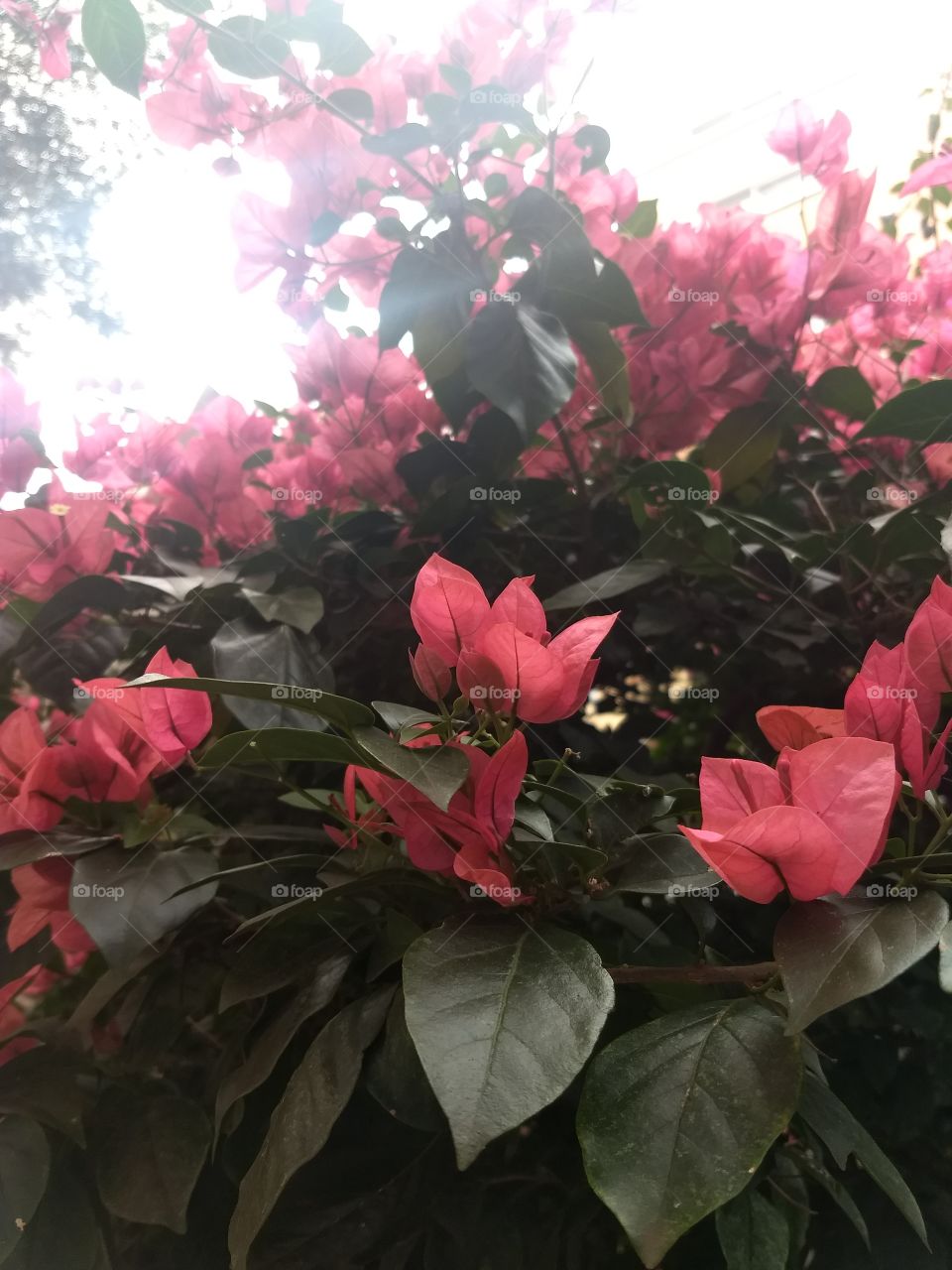 Bougainvilles