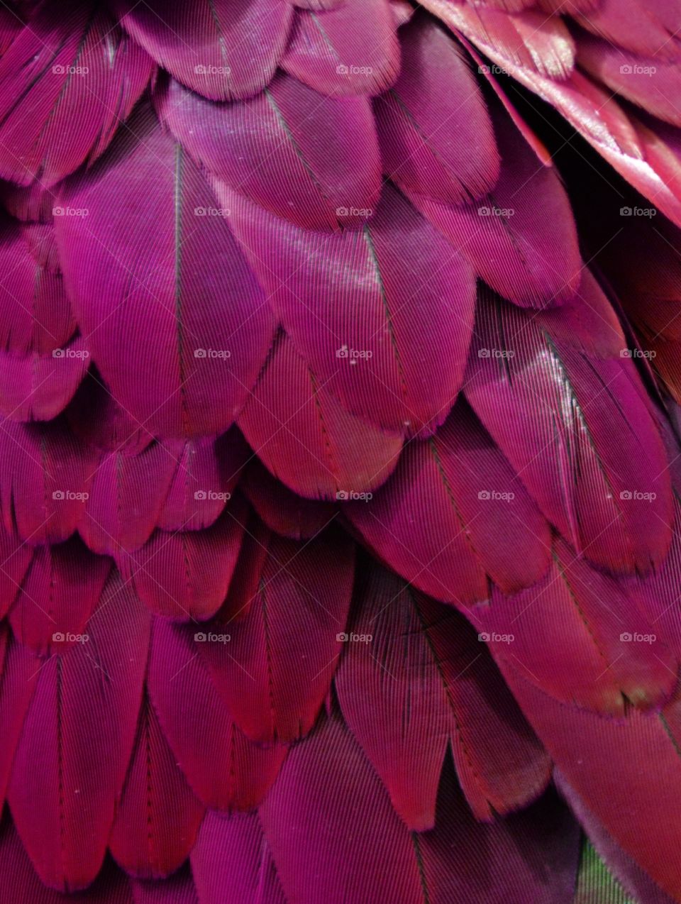Fuchsia Feathers 