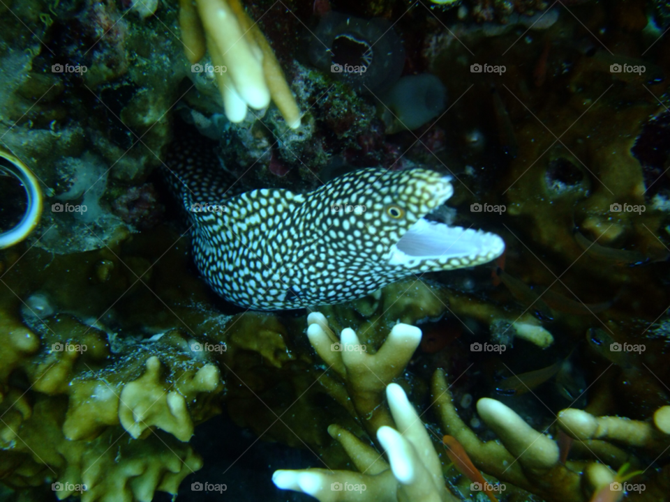 moyo island indonesia eel coral diving by samyen