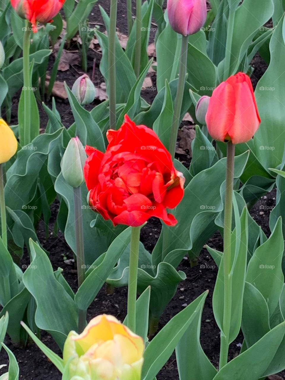 Tulip lover