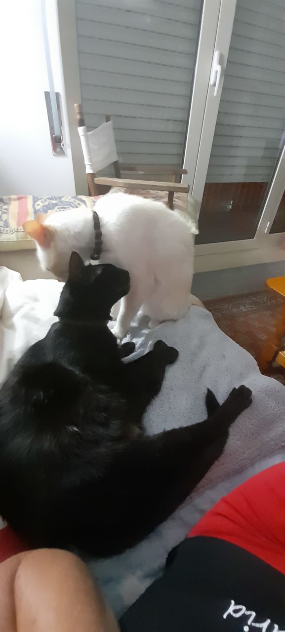 preparing to sleep