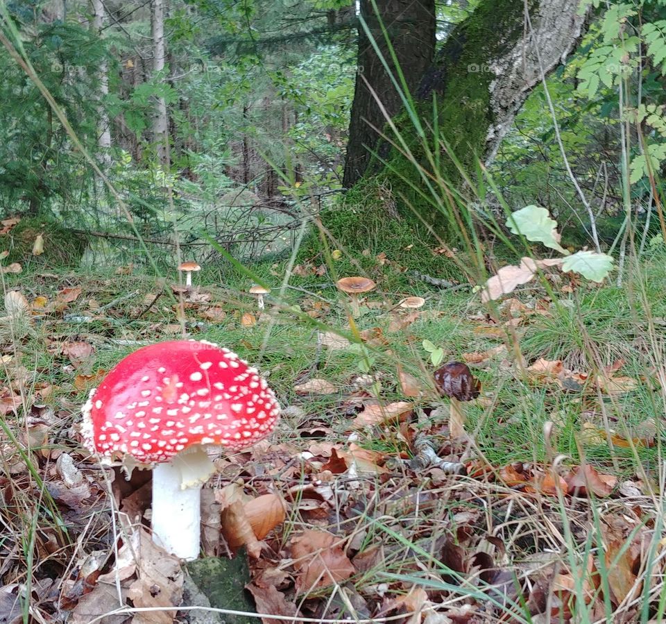 fliegenpilz rot glück wald spazieren wandern