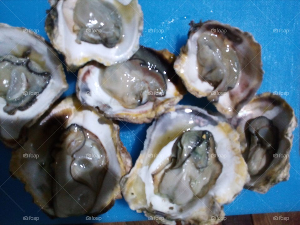 oyster