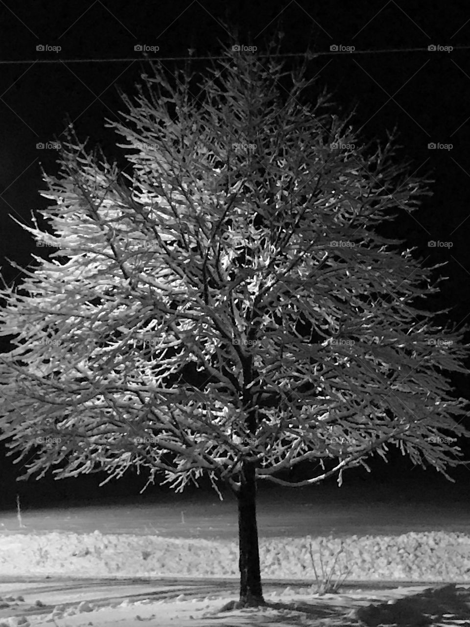 Tree of ice 