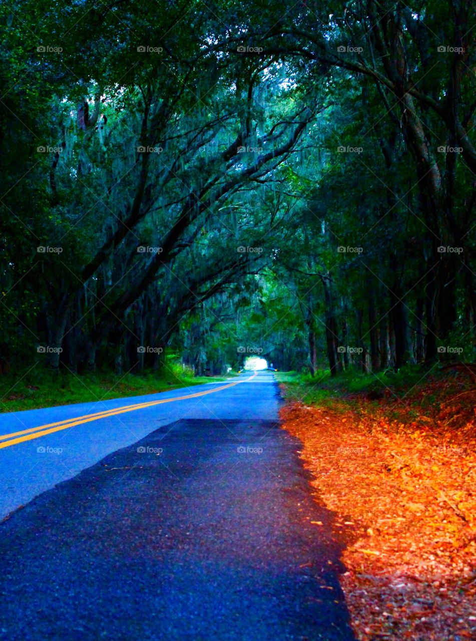 Quiet reflection on the commute home. Beautiful canopy covered back roads.

