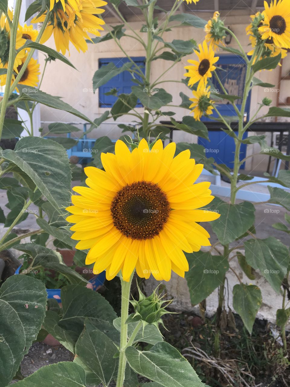 Sunflowers in santorini 