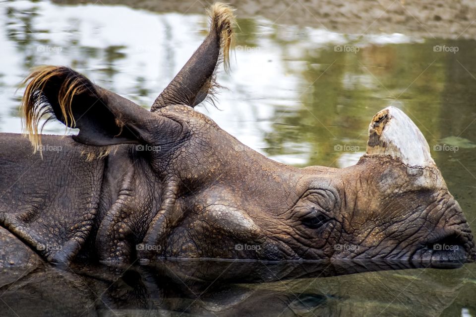 Rhinoceros swimming on water