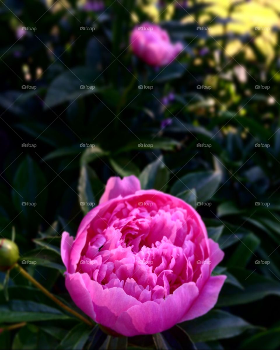 Peony