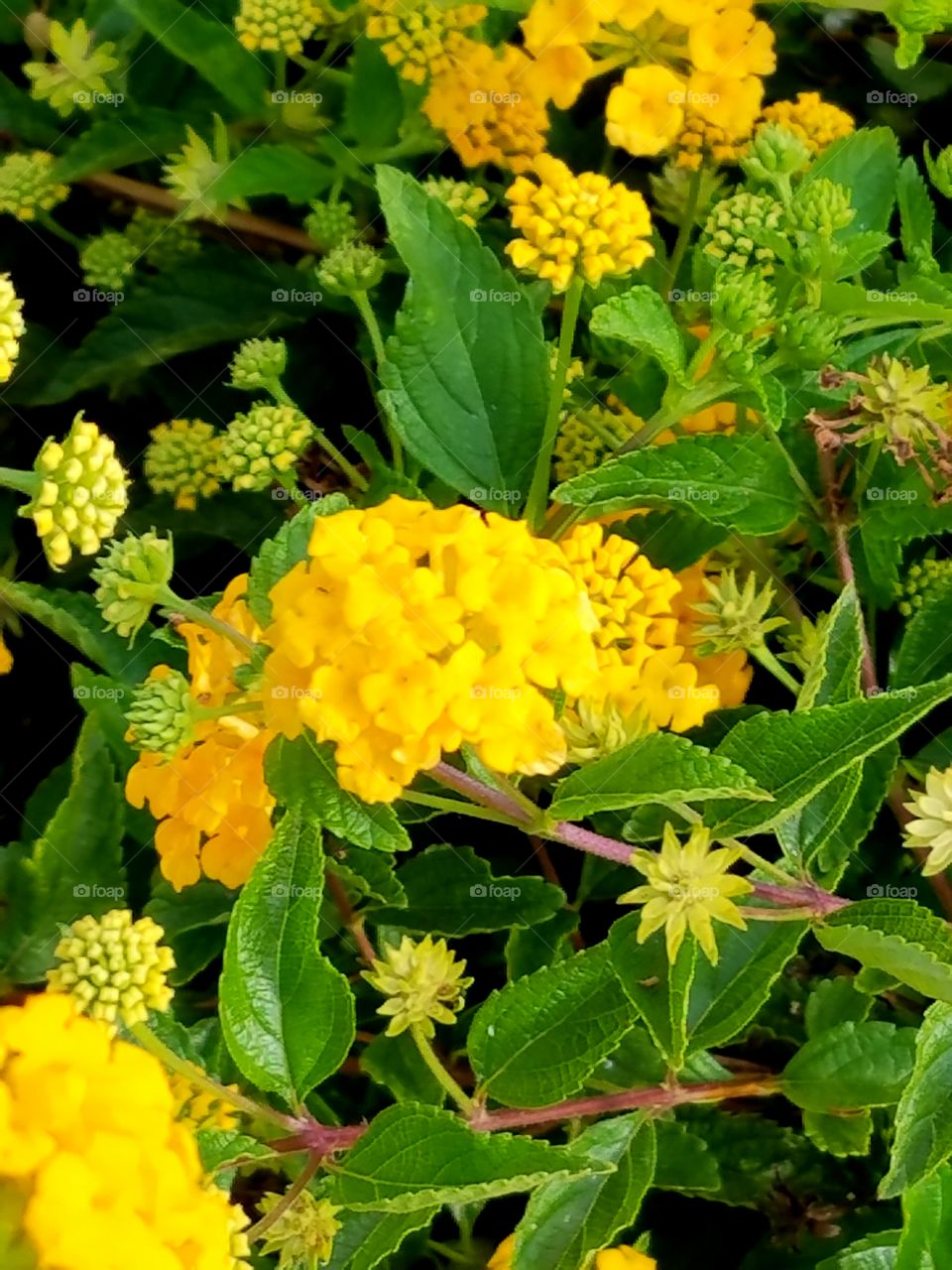 very yellow flower